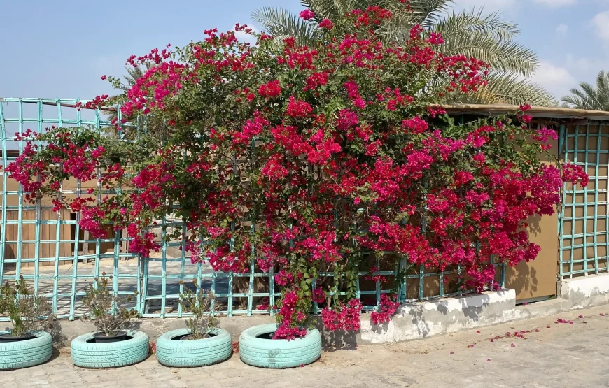 Al Rahba Holiday Farmhouse One
