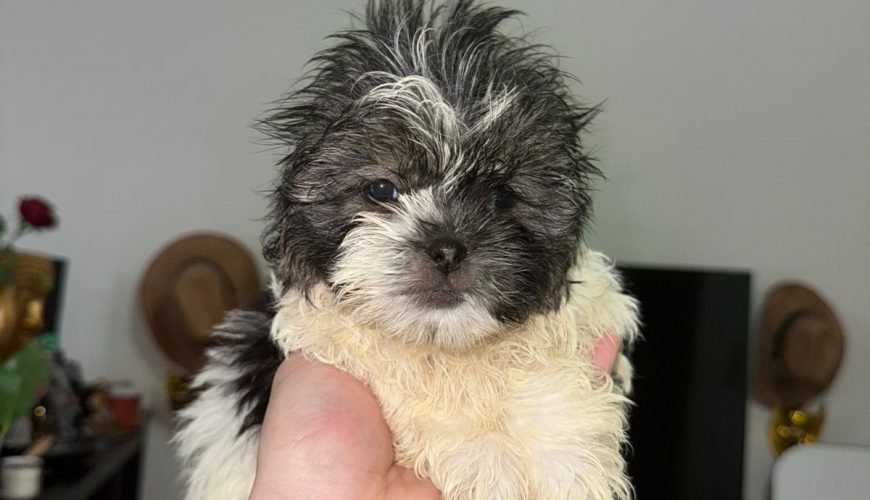 Pure Havanese Puppy for Sale – 2 Months 5 Days Old