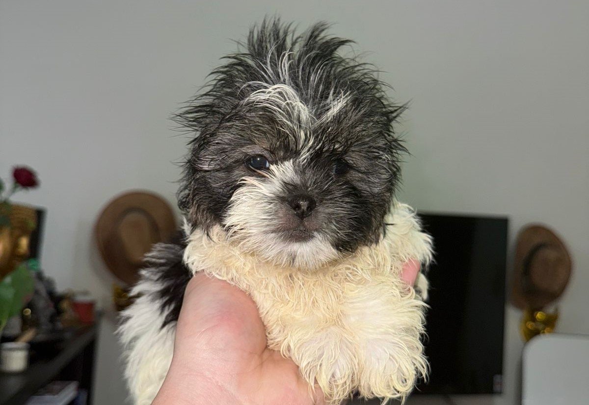 Pure Havanese Puppy for Sale – 2 Months 5 Days Old