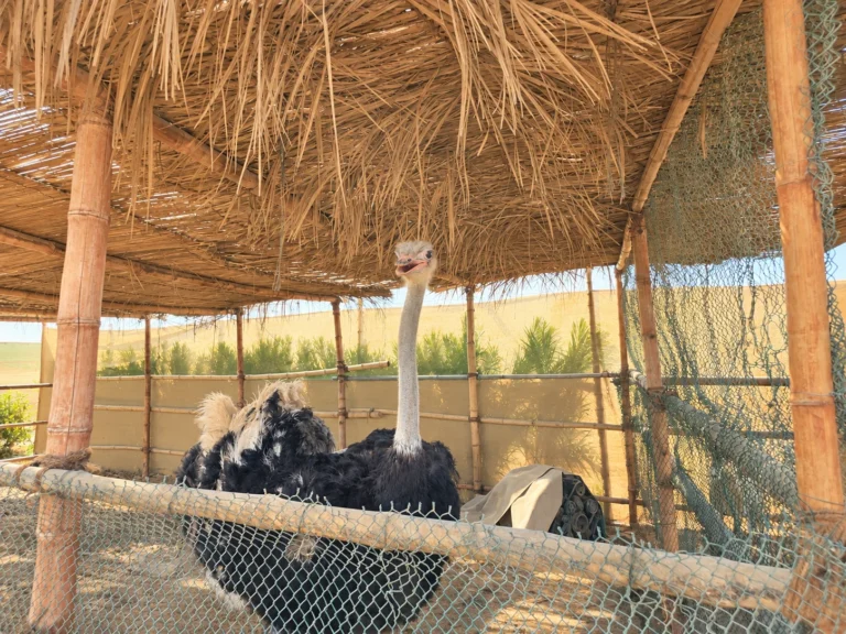 RAK Orchard Retreat Farmhouse - photo 21